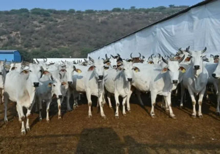 Rajasthan Gaushala Scam