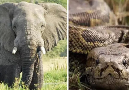 Python elephant fight who will win the battle in jugle will amaze you