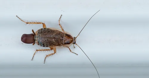 Woman's landlord paints over cockroach and the internet just had the best time with it