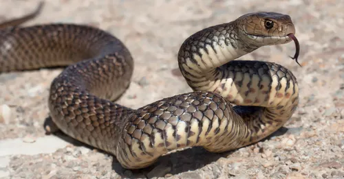 Dad dies after trying to remove venomous snake from kids daycare