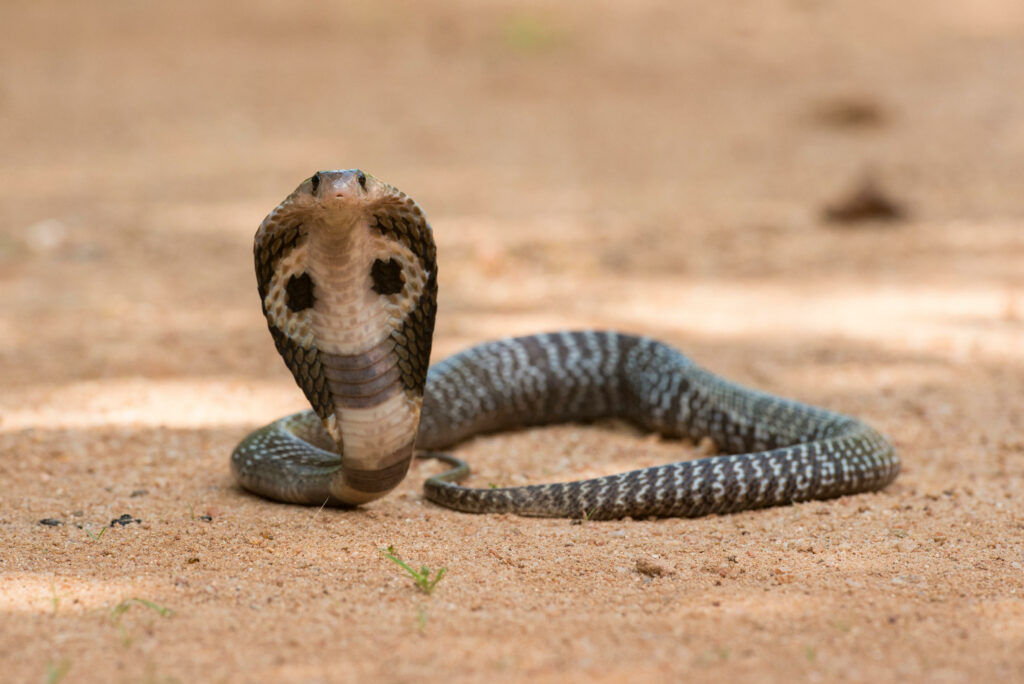 Poisonous Cobra Dies After Being Bitten by 8-Year-Old Boy