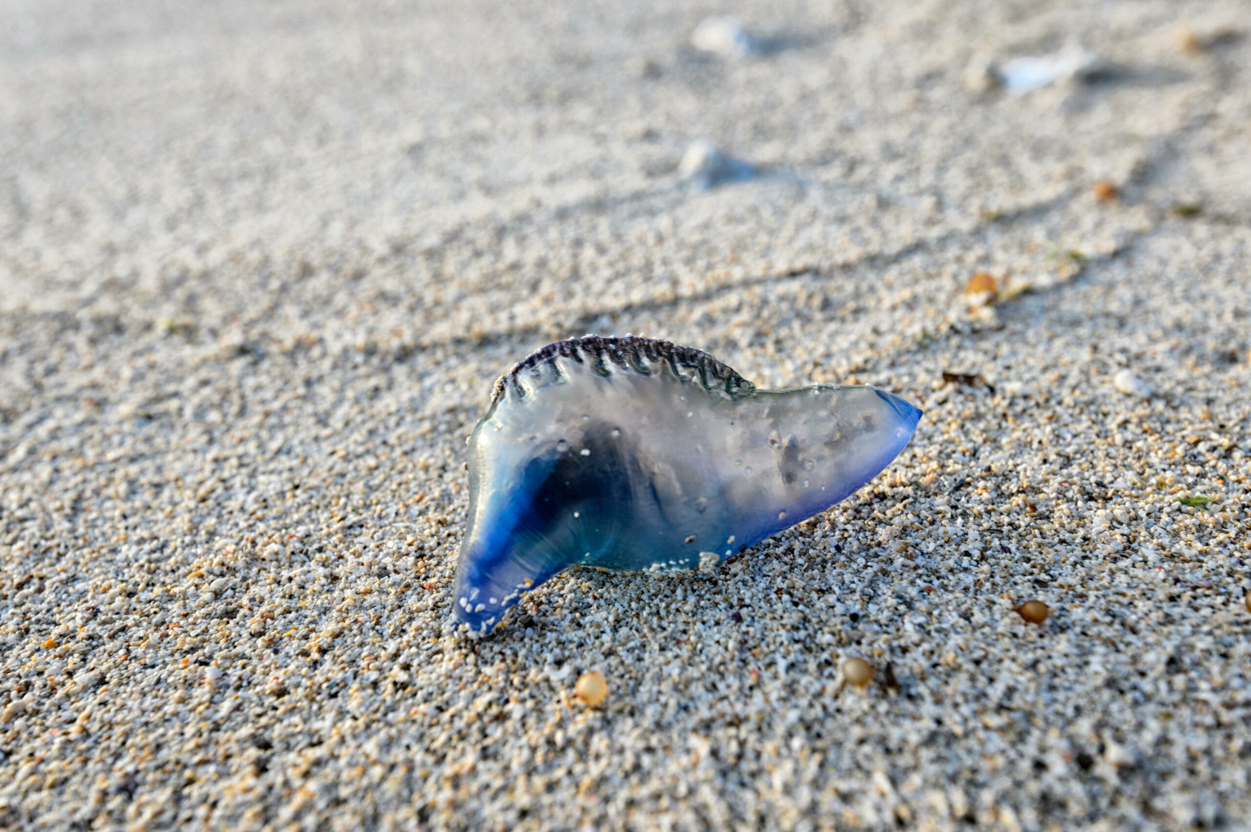 Teenager hospitalised after swallowing bluebottle jellyfish at popular  beach