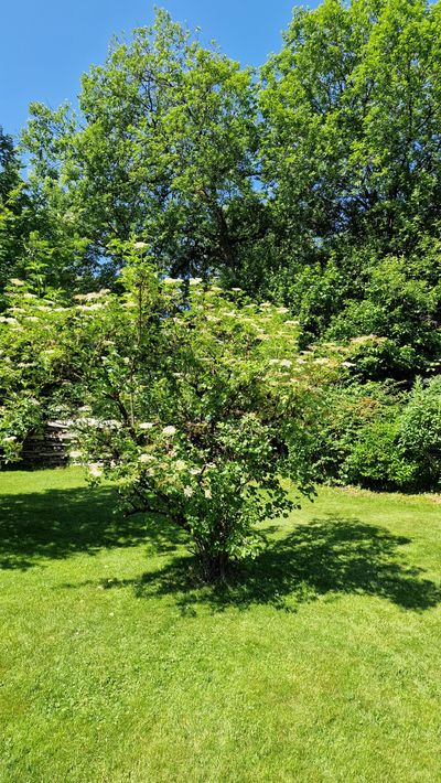 Garten Bild 7