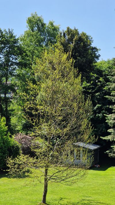 Garten Bild 6