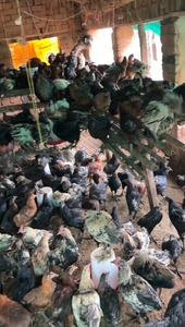 देसी मुर्गा