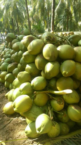 नारियल