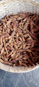 Tamarind