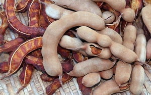 പുളി