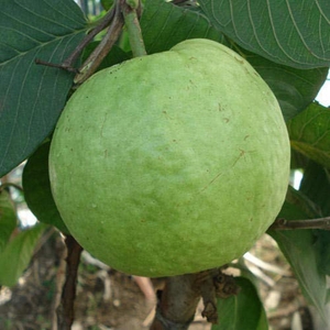 జామకాయ