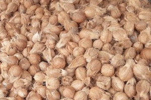 தேங்காய்