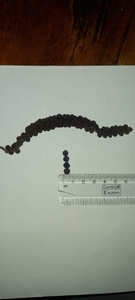 ಕರಿಮೆಣಸು
