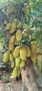 பலாப்பழம்