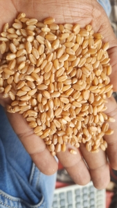 ಗೋಧಿ