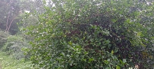 எலுமிச்சை