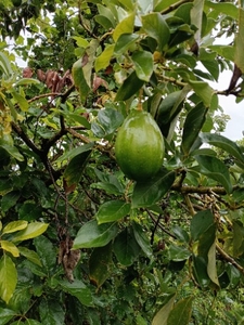 അവോക്കാഡോ 