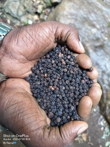 काली मिर्च