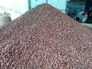 അരെക്കനട്ട്