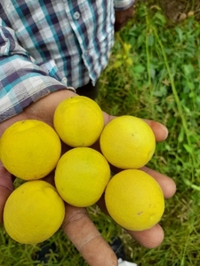 எலுமிச்சை