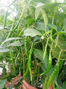 പച്ചമുളക്