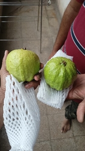 अमरूद 