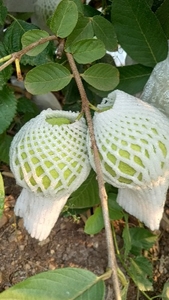 ಫೋಟೋ 2