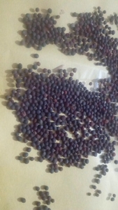 ఆవాలు