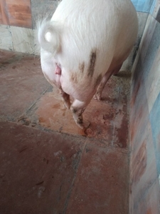 പന്നികൾ