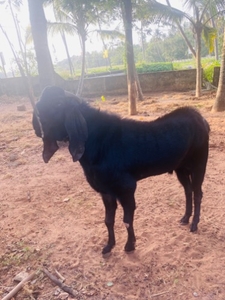 ആട്
