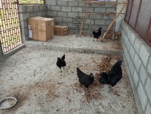ಫೋಟೋ 3