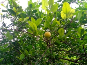 ನಿಂಬೆಹಣ್ಣು