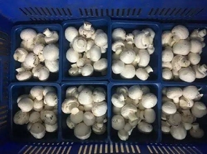 பொத்தான் காளான்