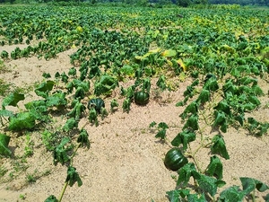 മത്തങ്ങ