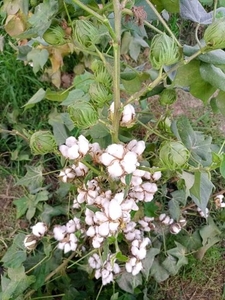 Cotton Seeds