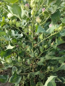 ഫോട്ടോ 4
