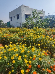 ಮಾರಿಗೋಲ್ಡ್