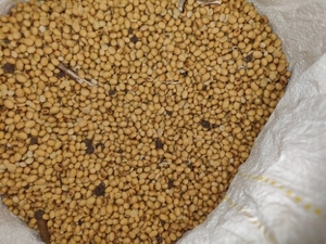 സോയാബീൻ