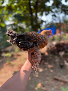 కోడి