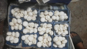 ಅಣಬೆ