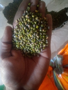 మూంగ్