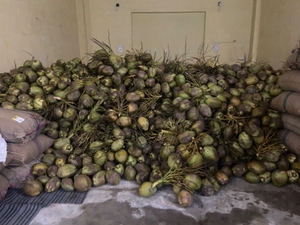ತೆಂಗಿನಕಾಯಿ