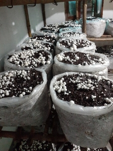 ബട്ടൺ മഷ്റൂം