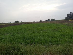 മല്ലിയില