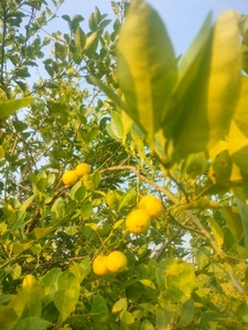 ನಿಂಬೆಹಣ್ಣು