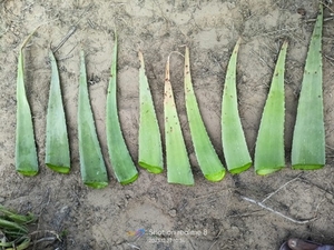 అలోవెరా