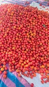 Tomato 