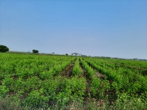 ദാൽ