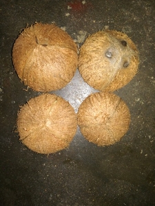 ತೆಂಗಿನಕಾಯಿ ಚಿಪ್ಪು
