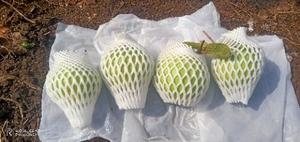 ഫോട്ടോ 4