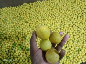 ನಿಂಬೆಹಣ್ಣು
