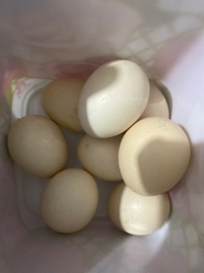 గుడ్లు